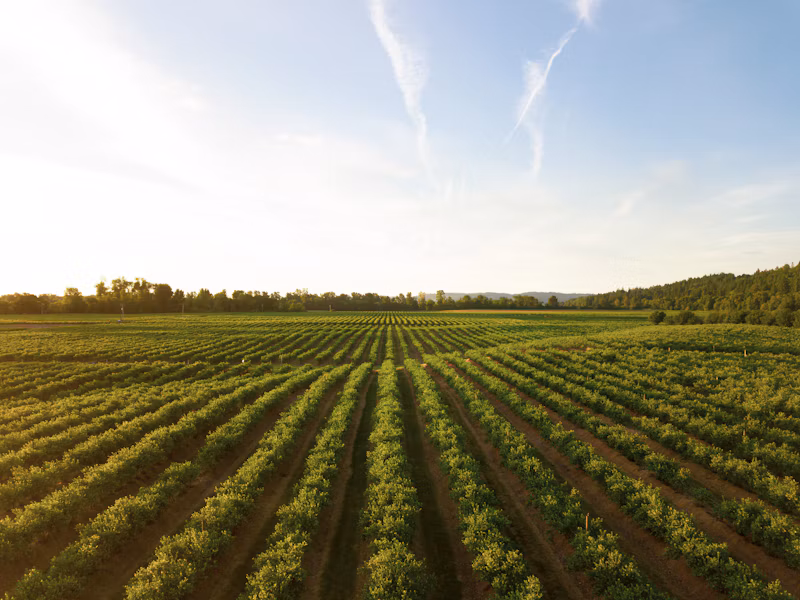 Inseticida Agrícola